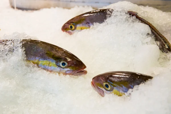 装飾された氷の上で新鮮な魚 — ストック写真