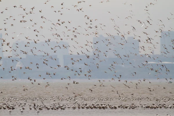 Morze ptaków w rezerwacie przyrody po mai — Zdjęcie stockowe