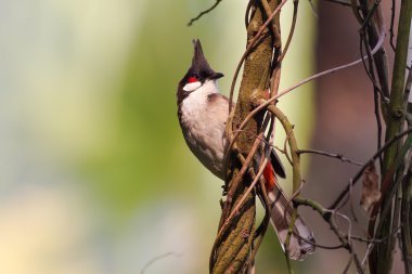 asma üzerinde duran kırmızı bıyıklı bulbul