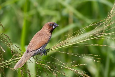 pullu göğüslü munia çim tohumu yiyen