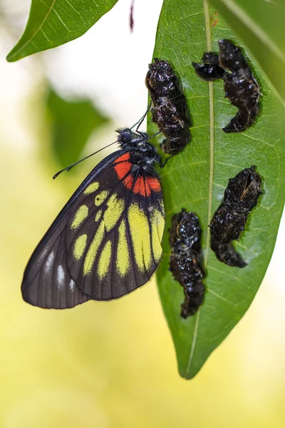 Красная база Jezebell (Delias pasithoe pasithoe) Butterfly with Pupa — стоковое фото