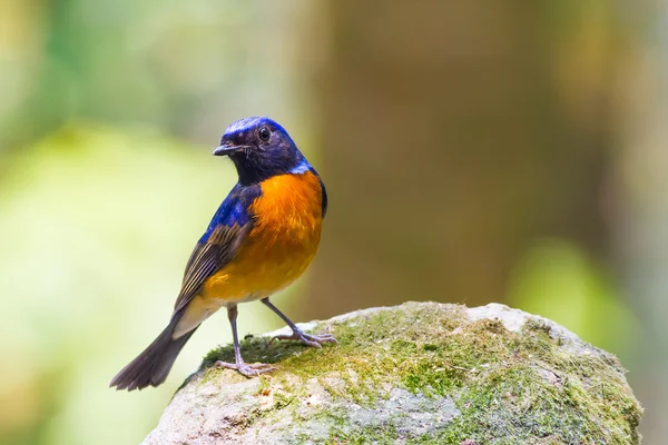 Fujian Niltava in piedi sulla pietra — Foto Stock