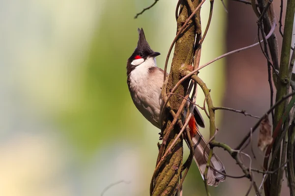 Roter Schnurrbart Bulbul steht auf Weinreben — Stockfoto