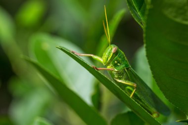 Çekirge yaprağı üzerinde