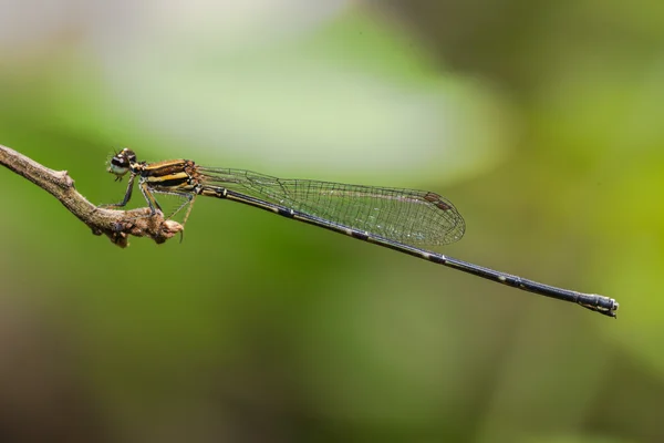 Portrait de demoiselle — Photo