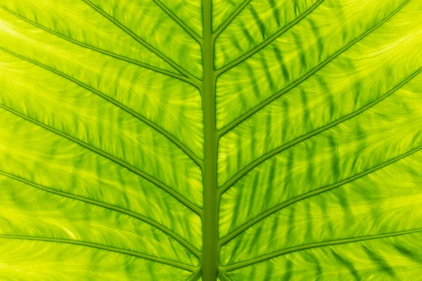 Зеленый лист летом — стоковое фото