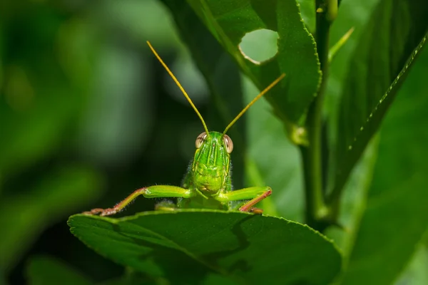 Grasshopper on leaf — Stock Photo, Image