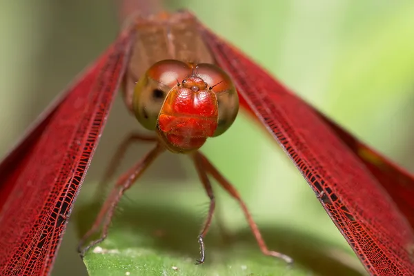 Retrato de libélula - Russet Percher — Foto de Stock