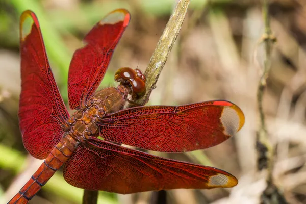 Портрет стрекозы - Russet Percher — стоковое фото