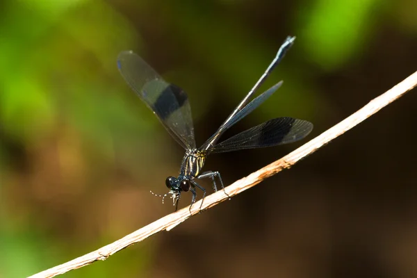 Retrato de mosca damisela - Pseudagrion microcephalum — Foto de Stock