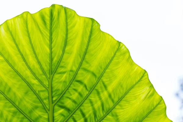 Зеленый лист летом — стоковое фото