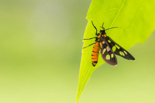 Amata perixanthia ukrywa się pod liść — Zdjęcie stockowe