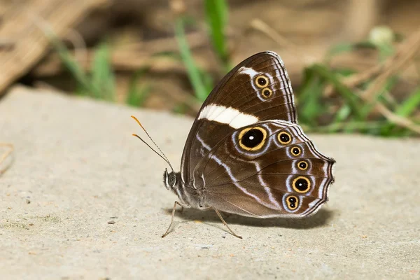 Banded Tree Brown - Female — Stock Photo, Image