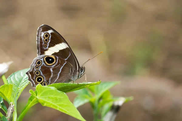 Banded Tree Brown - Female — Stock Photo, Image