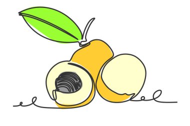 Continuous one line drawing of Longan fruit. Vector illustration hand drawn style design for natural and healthy living concept