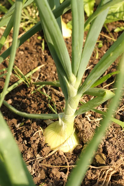 Cibule, rostoucí v půdě Stock Fotografie