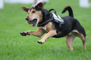 flyball köpek