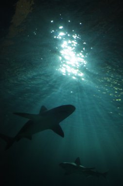 ışık köpekbalığı