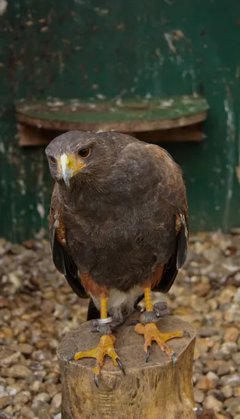 Brun buzzard — Stockfoto