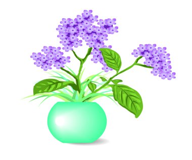 kaplarda mor çiçekler