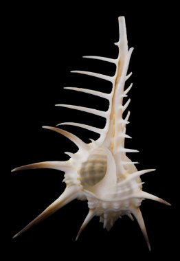 Seashell Labraunda'ya pecten