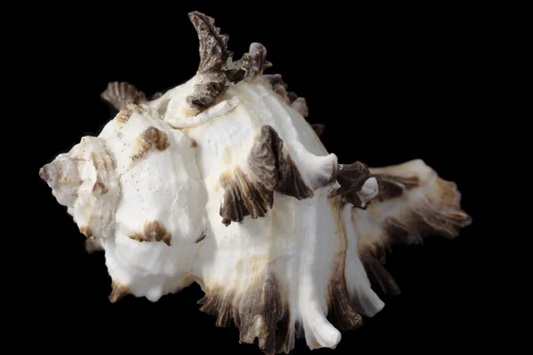 Seashell Murex Indivia — Stockfoto