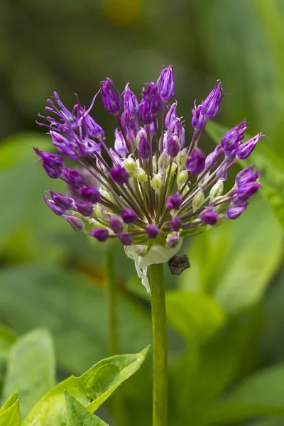 Florecimiento de cebolla persa o sensación púrpura — Foto de Stock