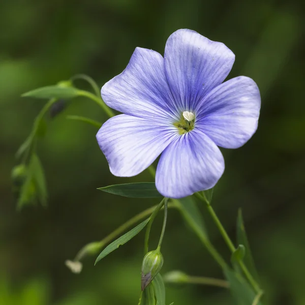 Flor de linho (Linum) close up — Fotografia de Stock