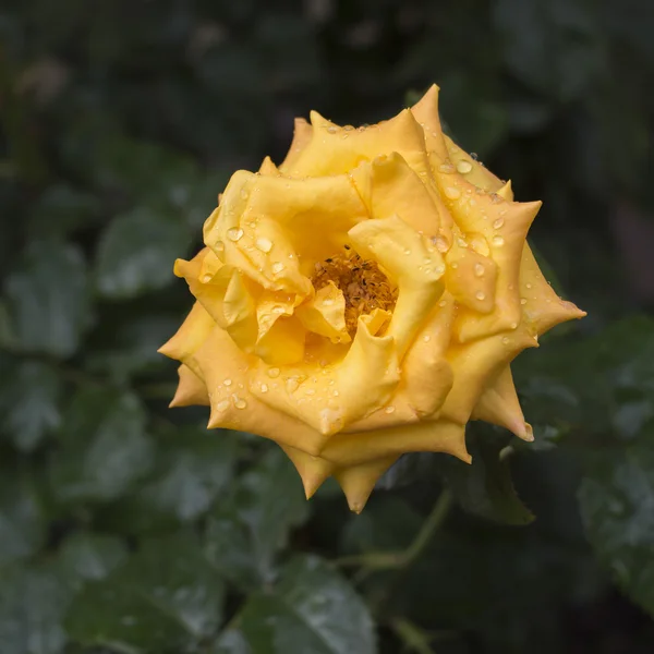Belle rose jaune avec gouttes de pluie gros plan — Photo
