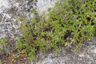 Kayaların arasına yetişen bitki