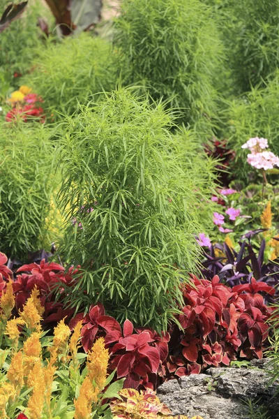 夏の日の装飾花壇の植物 — ストック写真