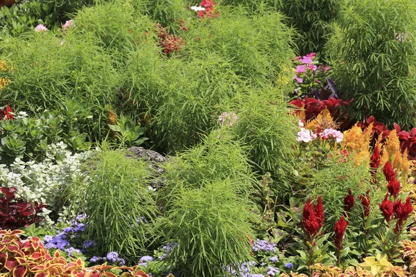 カラフルな装飾的な花壇の植物 — ストック写真