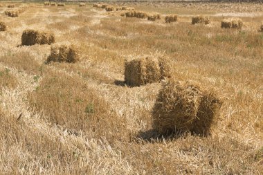haystacks sonra hasat alanında