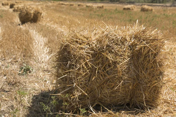 Haystacks, left in the field after harvesting, shallow DOF — Stock Photo, Image