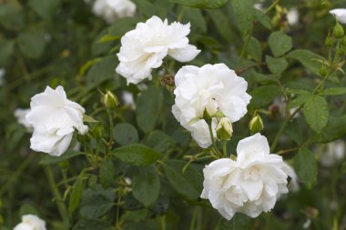 Yağmur damlaları içinde beyaz gül