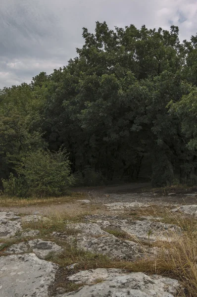 Sposób na gąszcz lasu — Zdjęcie stockowe