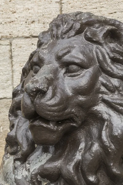 Muzzle of a lion on a background of yellow wall — Stock Photo, Image