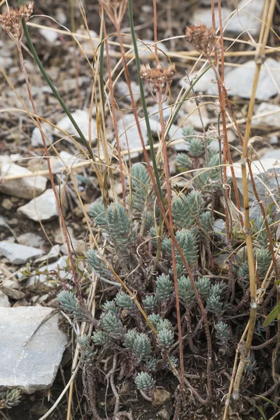 Plantas en una pista de montaña — Foto de Stock