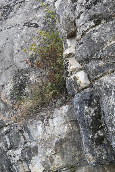 Rostliny na skalní římse — Stock fotografie