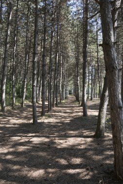 Park pines arasında yürümek