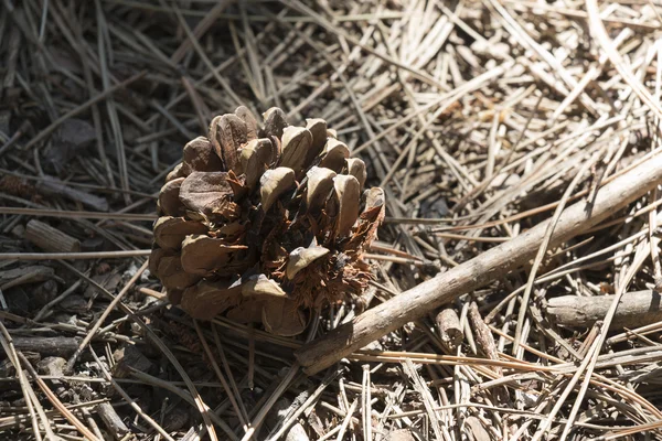 Cône de pin tombé dans la forêt — Photo