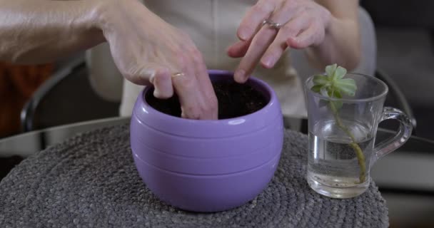 Gros plan de mains féminines fragiles plantant soigneusement une plante dans un pot à la maison — Video