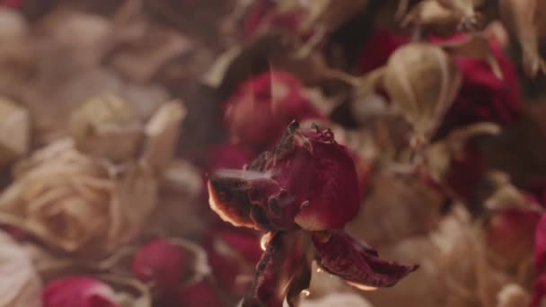 Mooie rode brandende roos op een achtergrond van vervaagde bloemen als symbool van emotionele burn-out van een vrouw — Stockvideo