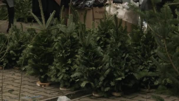 Chernivtsi, Ukraina - 23.12.2019. närbild ram av gröna julgranar på vägen — Stockvideo