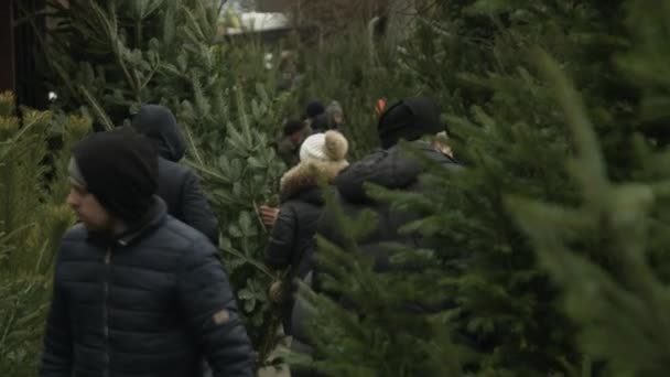 Черновцы, Украина - 23.12.2019. люди выбирают елки перед новогодними праздниками — стоковое видео
