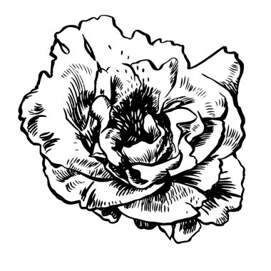 çizilmiş çizim çiçek