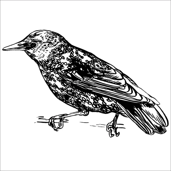 Kézzel rajzolt absztrakt madár — Stock Vector