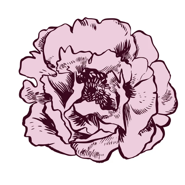 Ilustración dibujada a mano con flor — Archivo Imágenes Vectoriales