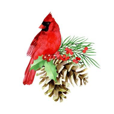Suluboya çizim. Kış kırmızı kuş yapraklarıyla Noel kompozisyonu ve kutsal böğürtlenler, köknar dalları ve koniler. Yeni yıl için klasik dekorasyon, Noel..