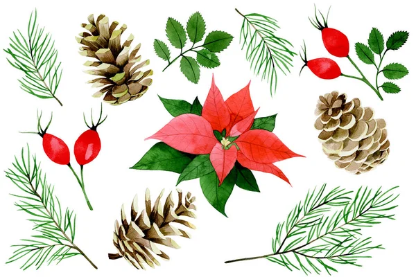 Aquarell Weihnachten Winterset Vorhanden Weihnachtsstern Rote Beeren Und Blätter Von — Stockfoto